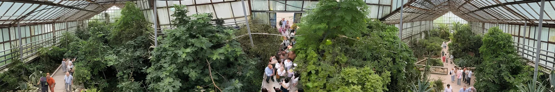 Живые цветы и букеты