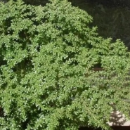 Пилея 5л 0