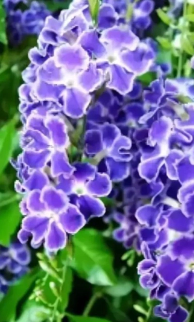 Дуранта 3л