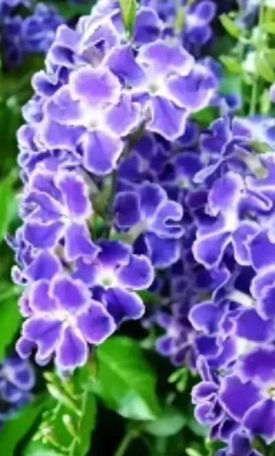 Дуранта 5л