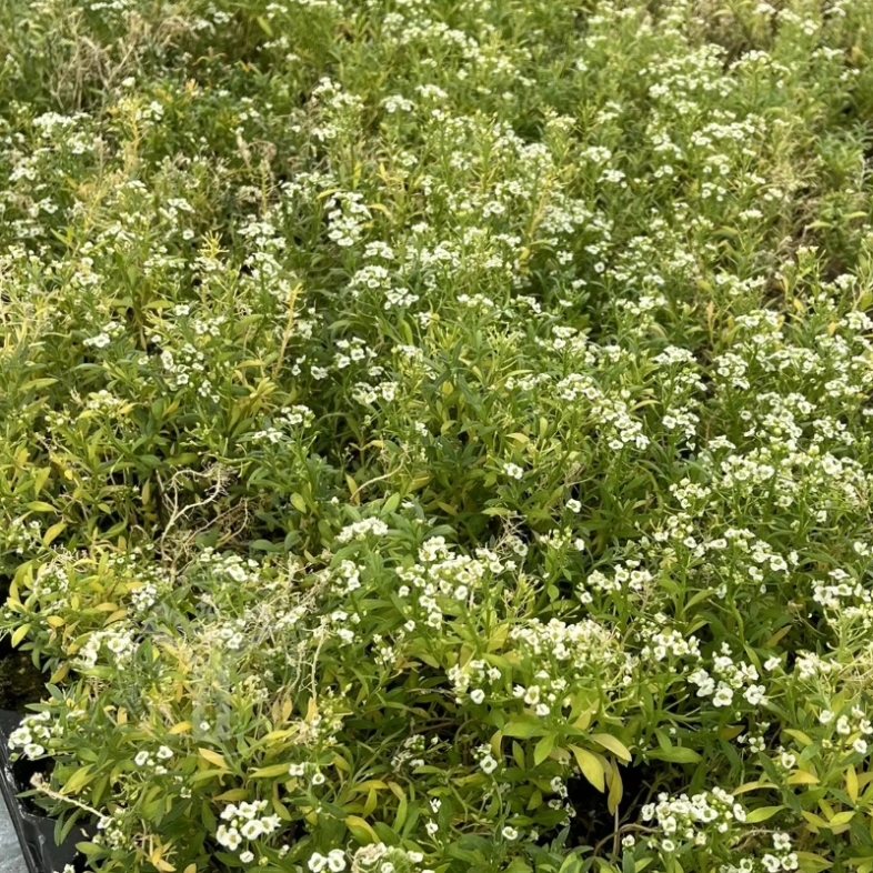Алиссум Гигавайт 0,8