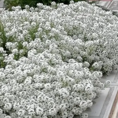 Алиссум Гигавайт 0,8