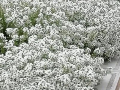 Алиссум Гигавайт 0,8
