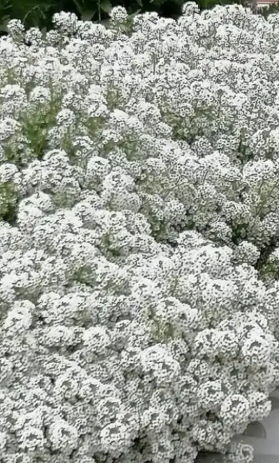 Алиссум Гигавайт 0,8