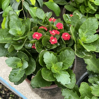 Каланхое