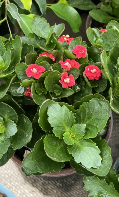 Каланхое