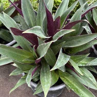 Традесканция