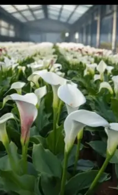 Каллы