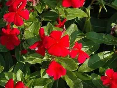 Катарантус Хитвэйв Черри 0,5