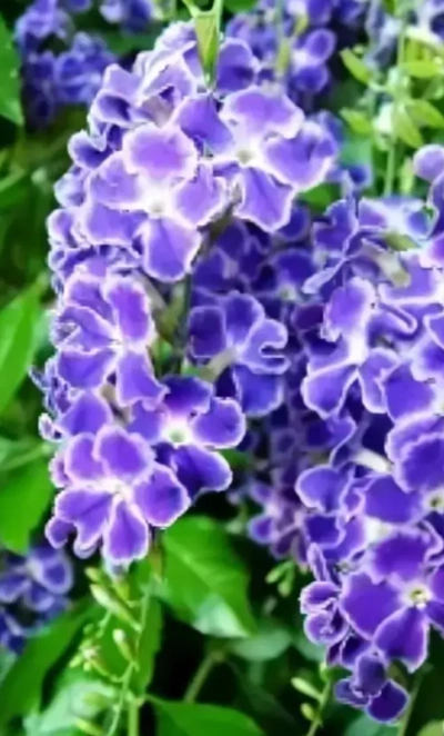 Дуранта