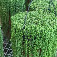 Крестовник Роули 0