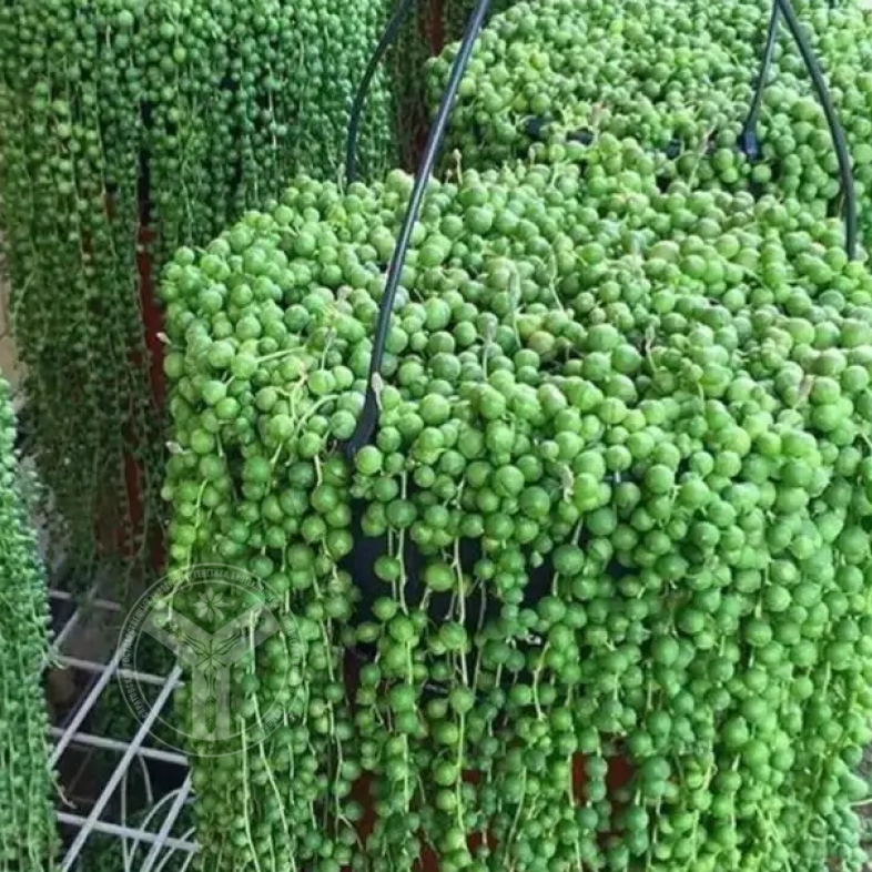Крестовник Роули