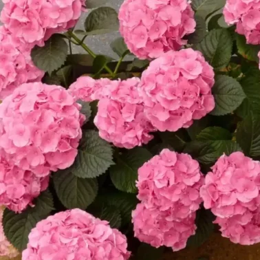 гортензия крупнолистная Silky Pink