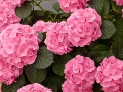 гортензия крупнолистная Silky Pink