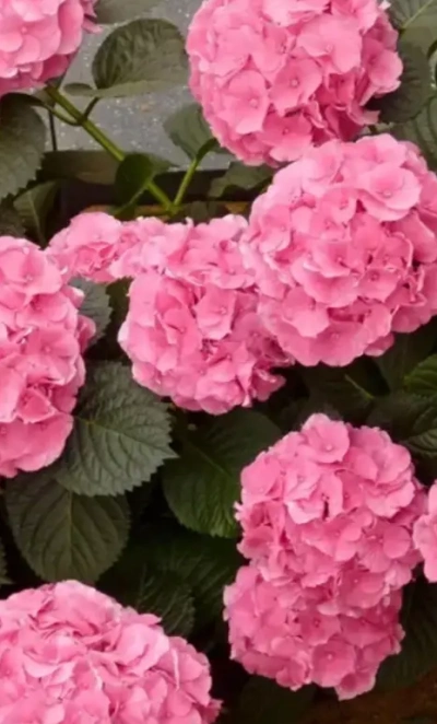 гортензия крупнолистная Silky Pink