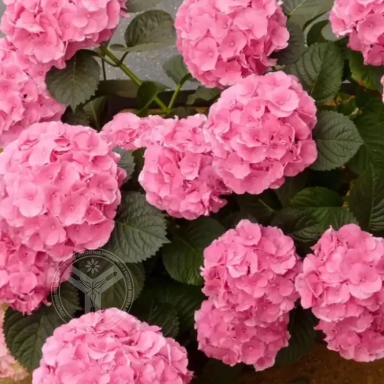 гортензия крупнолистная Silky Pink