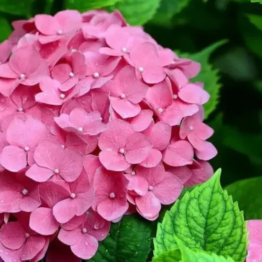 гортензия крупнолистная Romans Pink махровая