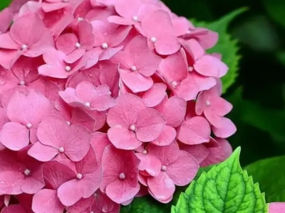 гортензия крупнолистная Romans Pink махровая