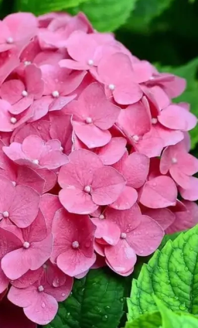гортензия крупнолистная Romans Pink махровая