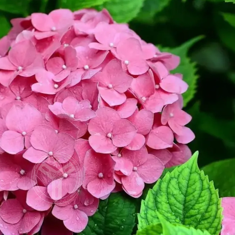 гортензия крупнолистная Romans Pink махровая