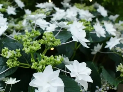 гортензия крупнолистная fireworks white