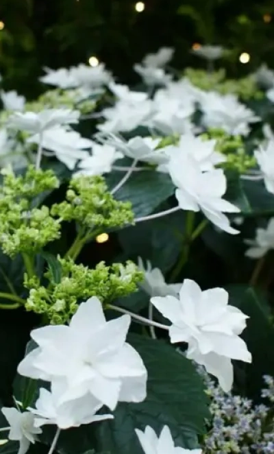 гортензия крупнолистная fireworks white
