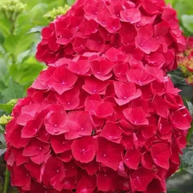 гортензия крупнолистная hot red