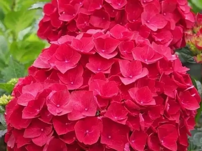 гортензия крупнолистная hot red