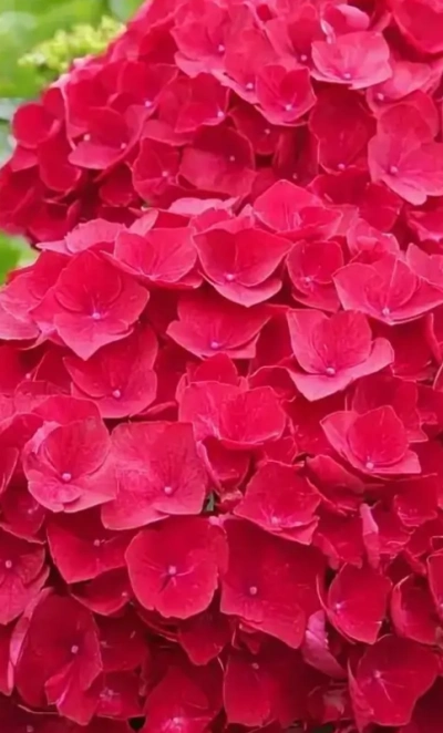 гортензия крупнолистная hot red