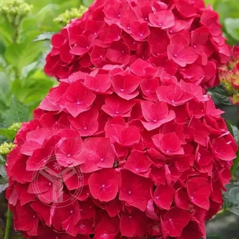 гортензия крупнолистная hot red