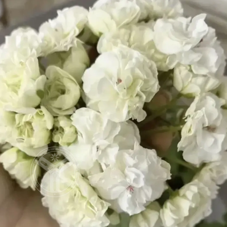 Пеларгония голландская махровая