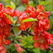 Айва японская &laquo;Red&raquo; 0,8 0