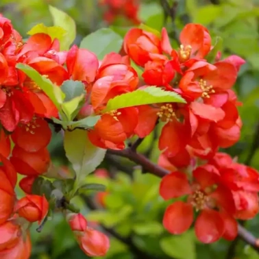 Айва японская «Red» 0,8