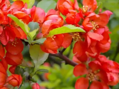 Айва японская «Red» 0,8