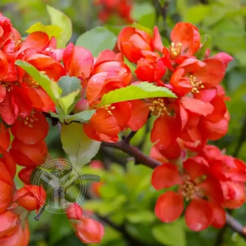 Айва японская &laquo;Red&raquo; 0,8