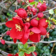 Айва японская &laquo;Red&raquo; 0,8 1