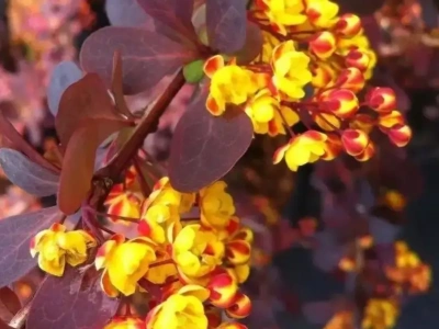 Барбарис средний «Red jewel» 0,8