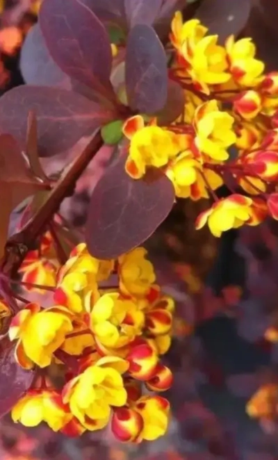 Барбарис средний «Red jewel» 0,8
