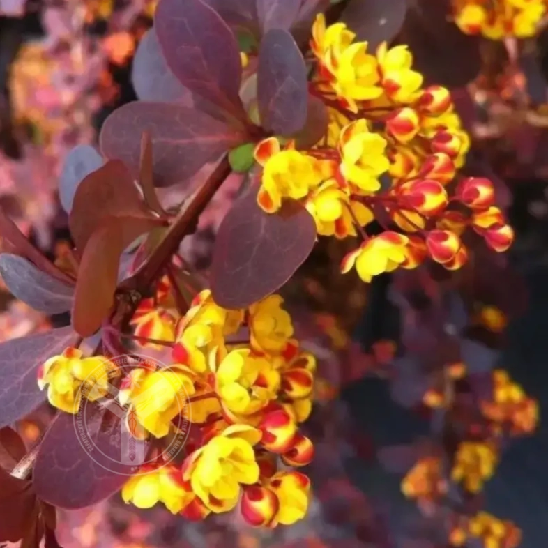 Барбарис средний &laquo;Red jewel&raquo; 0,8