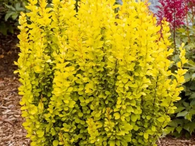Барбарис тунберга «Green carper» 0,8