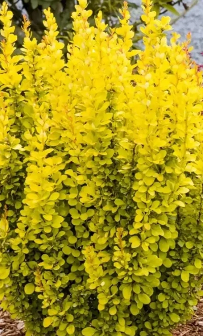 Барбарис тунберга «Green carper» 0,8