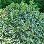 Бересклет форчуна &laquo;Emerald Gaiety&raquo; 0,8 0
