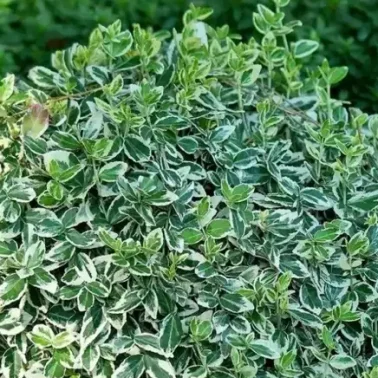 Бересклет форчуна «Emerald Gaiety» 0,8