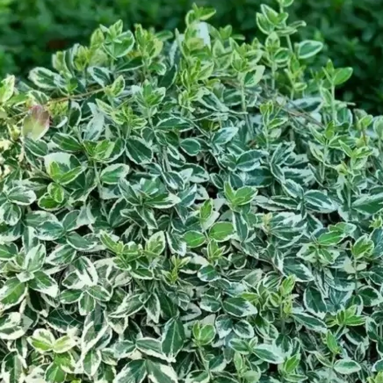 Бересклет форчуна &laquo;Emerald Gaiety&raquo; 0,8