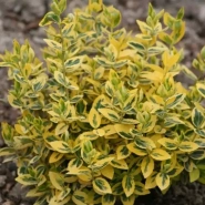 Бересклет форчуна &laquo;Emerald*n Gold&raquo; 0,8 0
