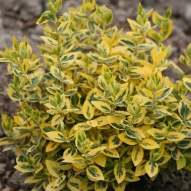 Бересклет форчуна «Emerald*n Gold» 0,8