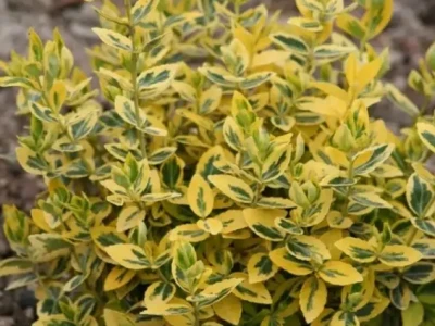 Бересклет форчуна «Emerald*n Gold» 0,8