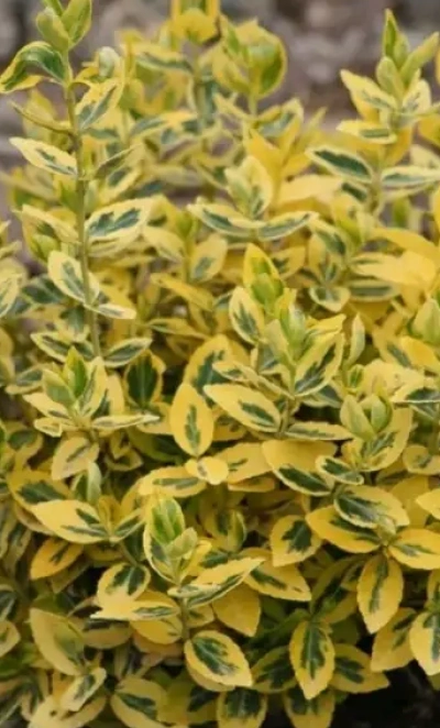 Бересклет форчуна «Emerald*n Gold» 0,8