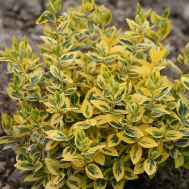 Бересклет форчуна &laquo;Emerald*n Gold&raquo; 0,8