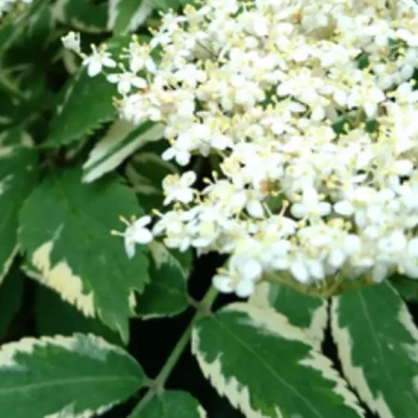 Бузина кистевидная «Plumosa Aurea» 0,8